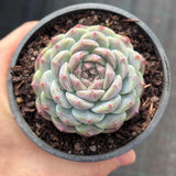 Echeveria Purple Ice