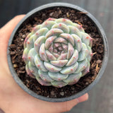 Echeveria Purple Ice