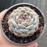 Echeveria Purple Ice