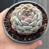 Echeveria Purple Ice
