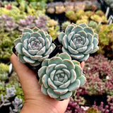 Echeveria Purple Ice