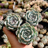 Echeveria Purple Ice