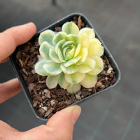 Echeveria raspberry ice variegated