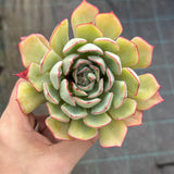 Echeveria red line rose