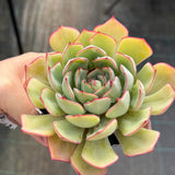 Echeveria red line rose