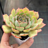 Echeveria red line rose