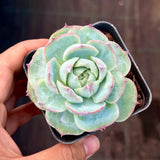 Echeveria Silhouette monstrose