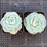 Echeveria Silhouette monstrose