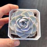 Echeveria Starstruck monstrose