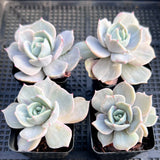 Echeveria Starstruck monstrose