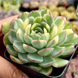 Echeveria strawberry ice variegated