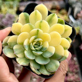 Echeveria strawberry ice variegated