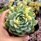 Echeveria strawberry ice variegated