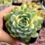 Echeveria strawberry ice variegated