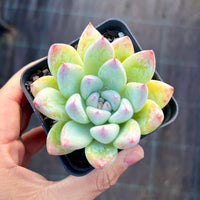 Echeveria tiger claws