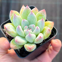 Echeveria tiger claws