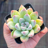 Echeveria tiger claws