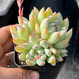 Echeveria tiger claws