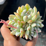 Echeveria tiger claws