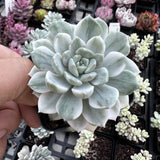 Echeveria Tinkerbell variegate