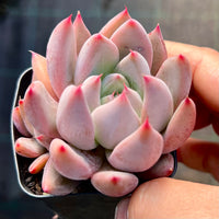 Echeveria whisper