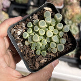 Fenestraria Rhopalophylla "baby toes'