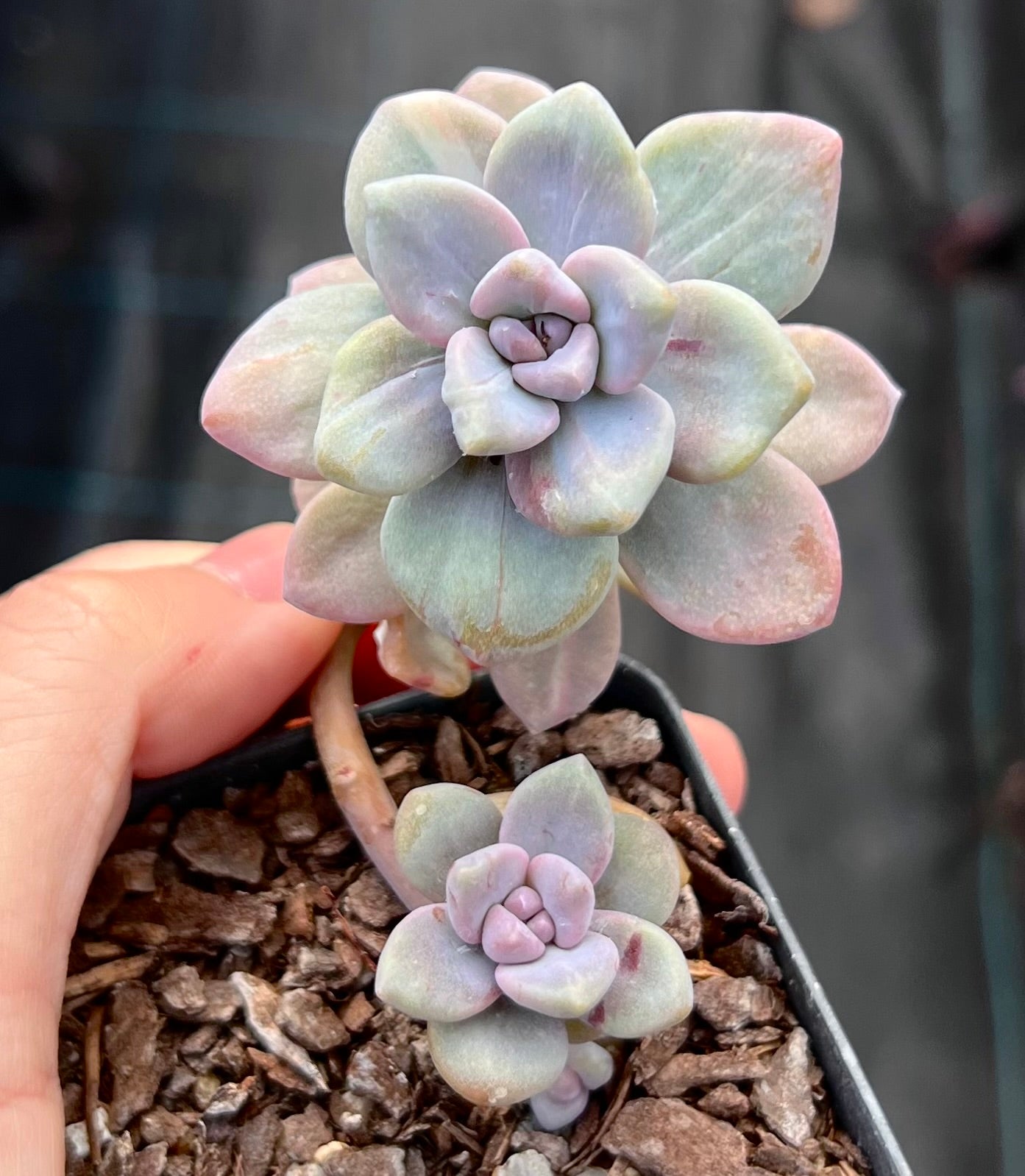 Crested or monstrose succulents 缀化或石化多肉– Page 2 – RNT