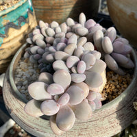 Graptopetalum 'lavender pebbles'