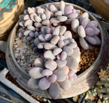 Graptopetalum 'lavender pebbles'