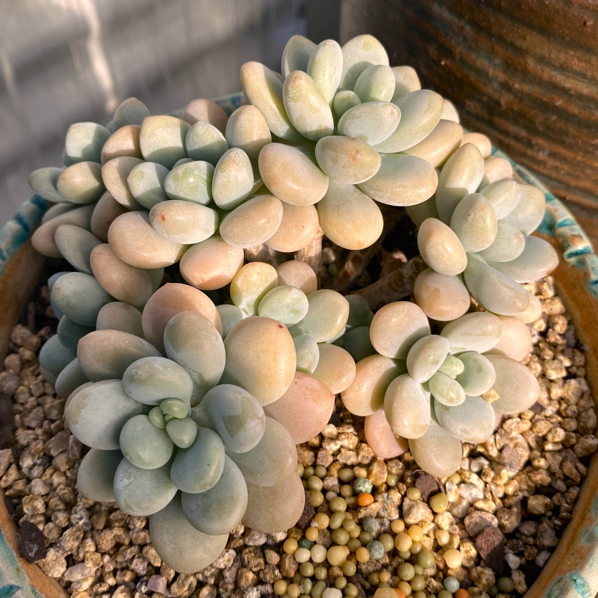 Graptopetalum/Graptoveria  RNT SUCCULENTS