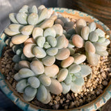 Graptosedum miul