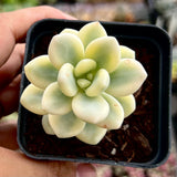 Graptosedum Miul variegated