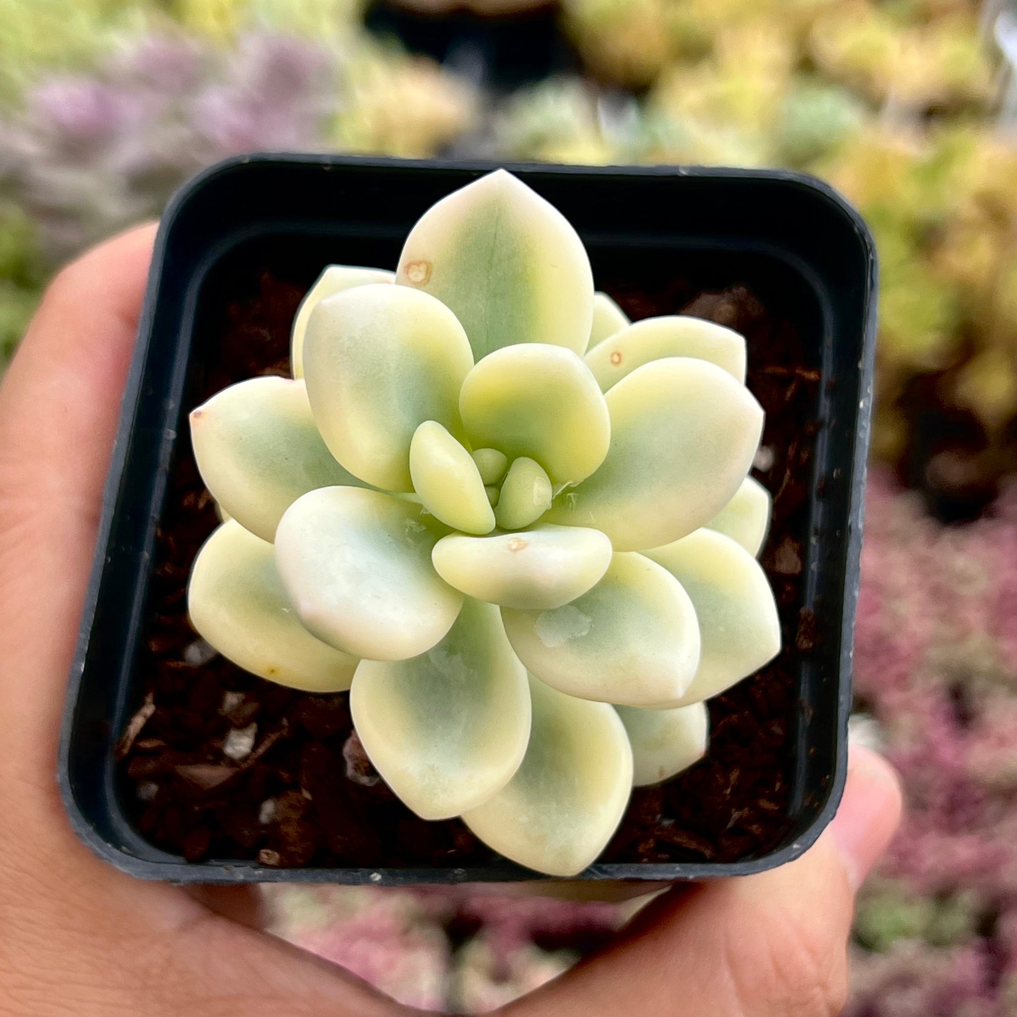 Graptosedum Miul variegated – RNT SUCCULENTS