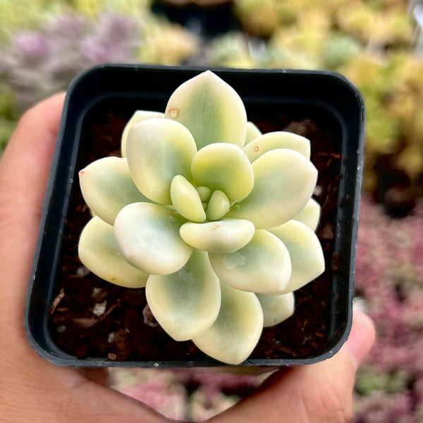 miul succulent Graptosedum Miul variegated – RNT SUCCULENTS