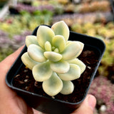 Graptosedum Miul variegated