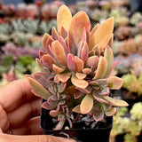 Graptoveria Fred Ives Crest