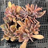 Graptoveria Fred Ives Crest