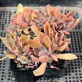 Graptoveria Fred Ives Crest
