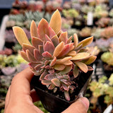Graptoveria Fred Ives Crest