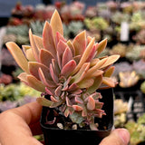 Graptoveria Fred Ives Crest