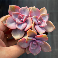 Graptoveria Mrs Richards Gypsy