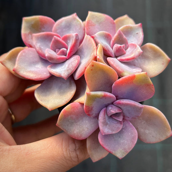 Graptoveria Mrs Richards Gypsy