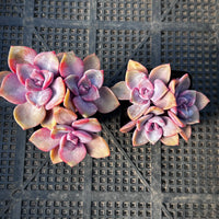 Graptoveria Mrs Richards Gypsy