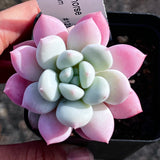 Graptoveria white horse