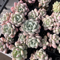 Graptoveria white horse