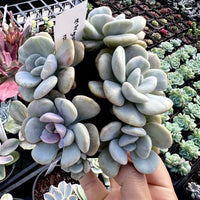 Graptoveria margaret rose monstrose