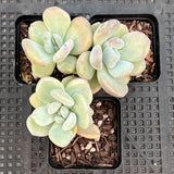Graptoveria opalina monstrose