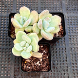 Graptoveria opalina monstrose