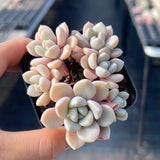 Graptoveria 'white dew'