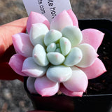 Graptoveria white horse